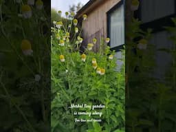 Herbal Garden that grows effortlessly in - Central Portugal - #simplelife #offgridliving 🌞🩵