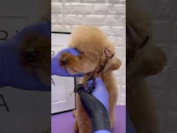 🧸 Poodle Teddy Bear Style #dogs #pets #cutedog #puppy
