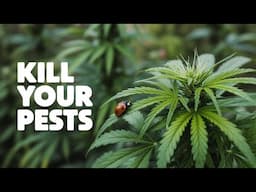 Are you Taking this SERIOUSLY?? | Tips to Avoid PESTS!!!