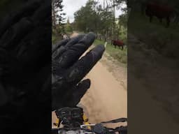 Whoopsy, that was kinda creepy  #adventuremotorcycle