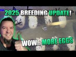 WOW.. More Hognose EGGS.