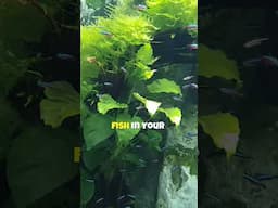 Tank Bullies Causing Fish to Lose Color 🐠