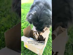 Simple DIY Enrichment Box For Your Pup✨🐶