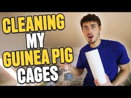 My Guinea Pig Cages Were a Mess… Clean with me! 🧼