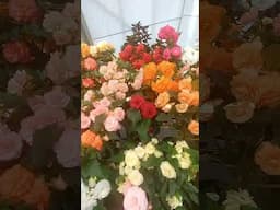 Beautiful flower display | Begonia Festival | Ballarat Botanical Gardens