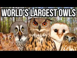 Ranking All 7 Continents By Their Largest Owl Species