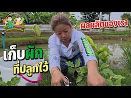 ปลูกผักทำสวน เก็บผักที่ปลูกไว้ บ้านสวน EP23 Happy Channel