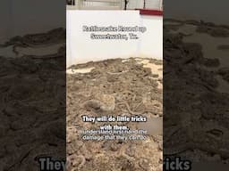 Rattlesnake roundup horror show