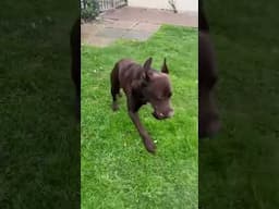 Collecting our Chocolate Lab Boomer after spending his first stay in Kennels. We surprised him.