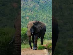See the Big Five up close at Kruger National Park