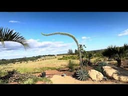 Name that Agave!