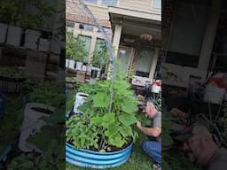 Change your Perspective in the Garden, It Can be Eye Opening || DHBG