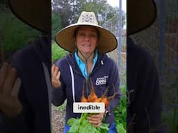 Growing Beets: Size Matters for Sweetness & Flavor!