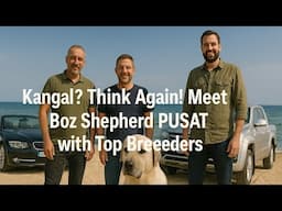 Kangal? Think Again! Meet Boz Shepherd PUSAT with Top Breeders”