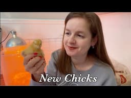 My Struggle Getting New Baby Chickens