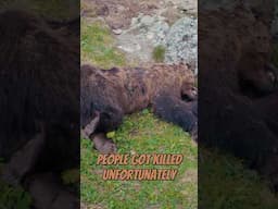 Running with bears in Transylvania #ultrarunning #adventurerunning #trailrunning #romania #bear