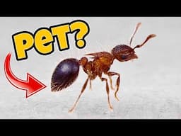 I Moved a Super Rare Ant Colony… You Won’t Believe What Happened!