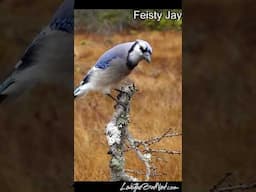 Male Blue Jays; Blue and Feisty Jay  #bluejay #birdcalls #funnybirds #birds