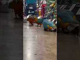 Birds running remind me a Blue from Rio!