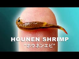 The Mysterious Fairy Shrimp That Appear In Japanese Rice Paddy Fields