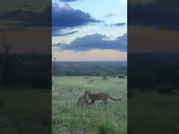 Leopard Cub Reunites with Mother in Heartwarming Moment!