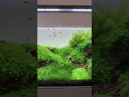 Did you catch the tutorial video for this scape? Out now on the AG channel🙌 #aquascaping #aquascape
