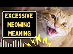 My Cat Won't Stop Meowing! What's Wrong?
