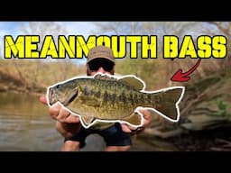 This Super Rare Fish was Living in This Tiny Creek! (Creek Fishing)