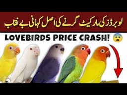 Lovebird ke Rate Kyun Gir Rahe Hain? | 10 Reasons 2025 | lovebird market new update