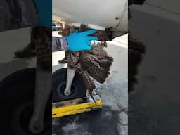 A bird strike on takeoff