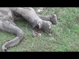 Heroes Back in Action! Treating a Poor Elephant suffering with  pus-filled Abscess popped in the leg