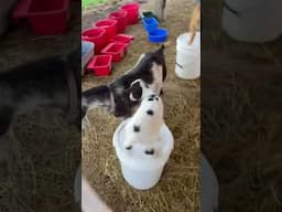 Baby Goat Linus Needs Help 🤔 #funnycute #sillyness #aww #goat #shorts