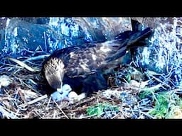 JUST BORN! 2 Baby Golden Eagles - 1 Hatches At The 57 Second Mark