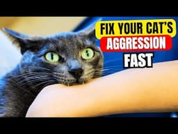 Why Cats Attack And How To Handle An Aggressive Kitty🐱