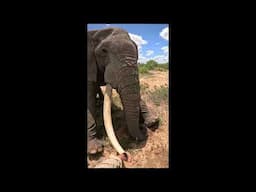 Speared Elephant Sighted, Treated, and Saved | Sheldrick Trust