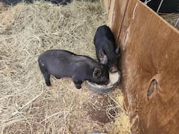THE FARMSTEAD. We Have Pigs!!!