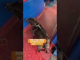 #bus #funnydog #funnyvideo #funnyvideos @Hammysjourney89