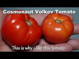 Cosmonaut Volkov Tomato, Solanum lycopersicum | Tomato Review