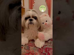 Shih Tzu Lounges with Her Bunny Bestie 🐰😴 #shorts #shihtzu
