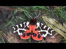 Arctia caja / Garden tiger moth - 4K Footage Closeup