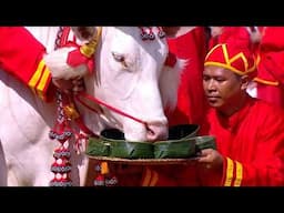 พระโคเสี่ยงทาย - วันพืชมงคล จรดพระนังคัลแรกนาขวัญ 9 พ.ค. 2568