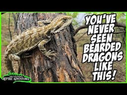 GREEN BEARDED DRAGON IN AUSTRALIA! Also Black-headed python, Frilled Dragon, and more!