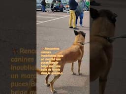 🐕‍🦺🐶 Rencontres canines au marché:Un berger belge et sa balle magique 🥎 Tournai Belgique 🇧🇪🥎 #dogs