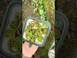 Spring spirals on your plate!Fiddleheads are here for a blink, gather while the forest whispers yes.