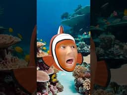🐟