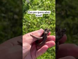 Found this under a piece of tin! #snakes #reptiles #baby #trending #viral #outdoors #nature #shorts