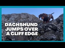 A Normal Walk With My Dachshunds… Until It Wasn’t