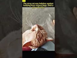 The homeless cat was powerless against three vicious dogs' bullying, until that girl walked by.