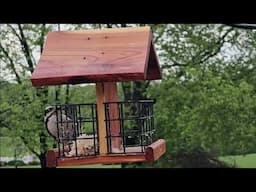 Bird Watching In Maryland