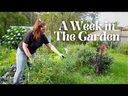 A Realistic Week in the Garden when Time-Poor 🌿 Slowly Taking Back My Garden